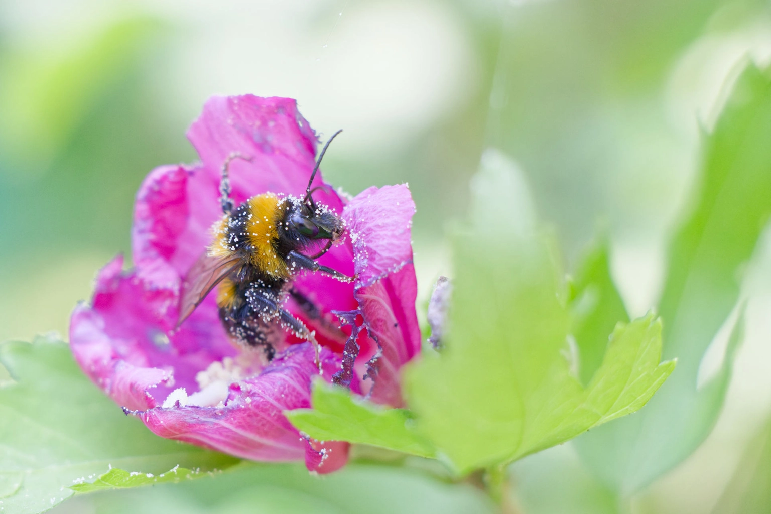 Abeille
