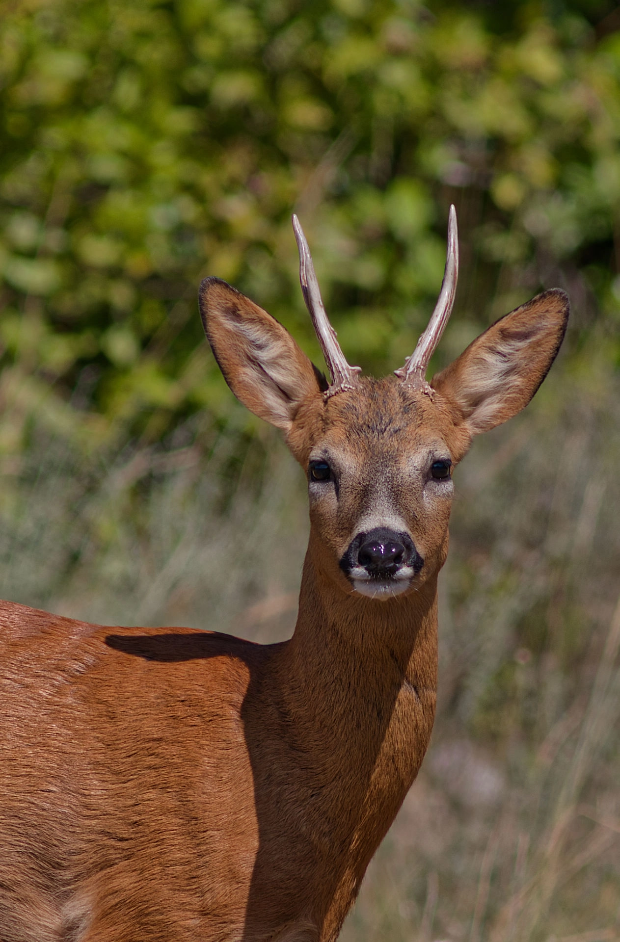 Portrait de la Biche