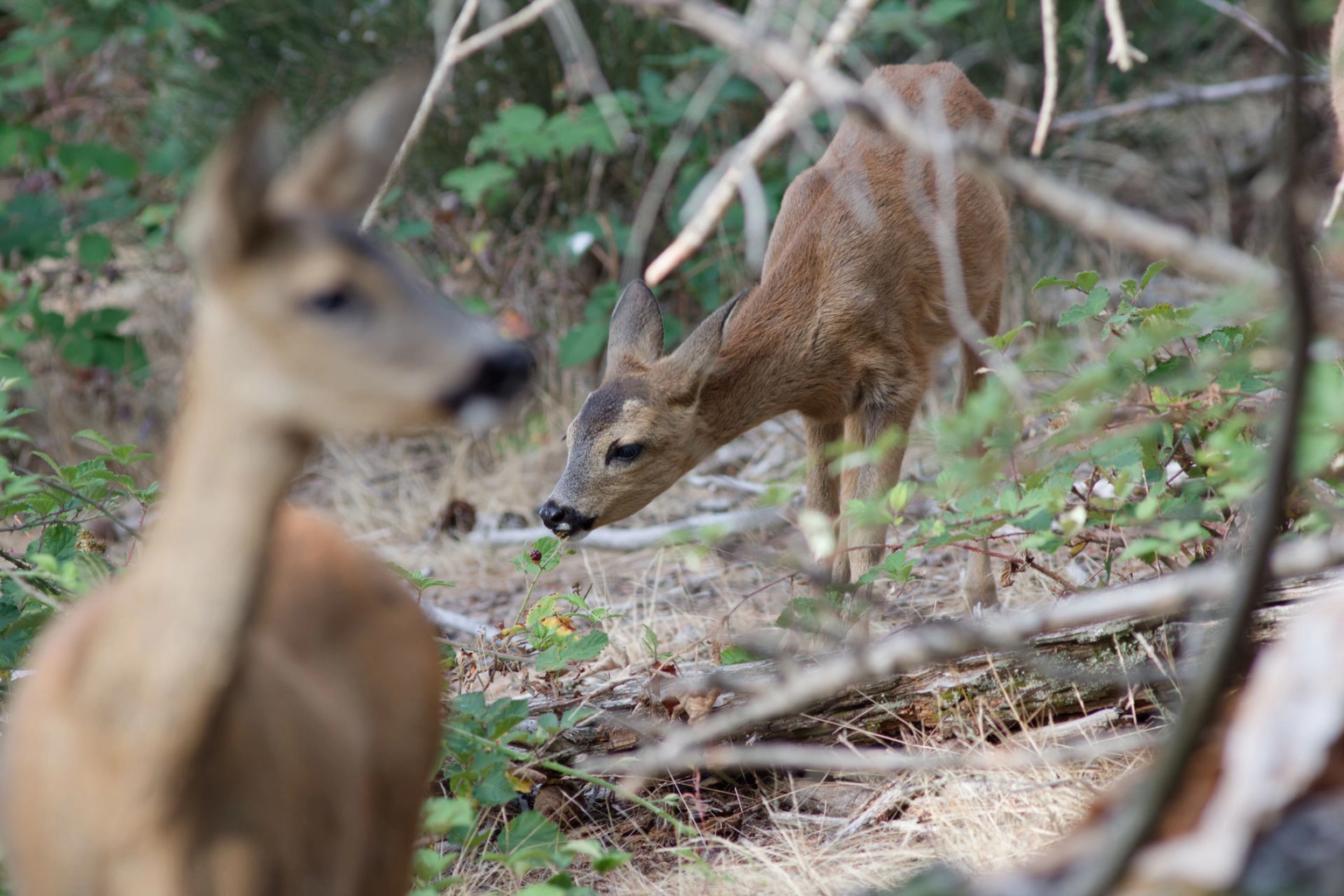 Portrait de la Biche
