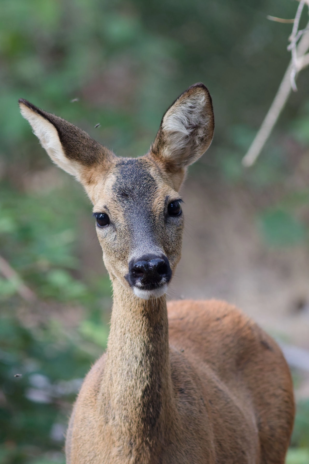 Portrait de la Biche