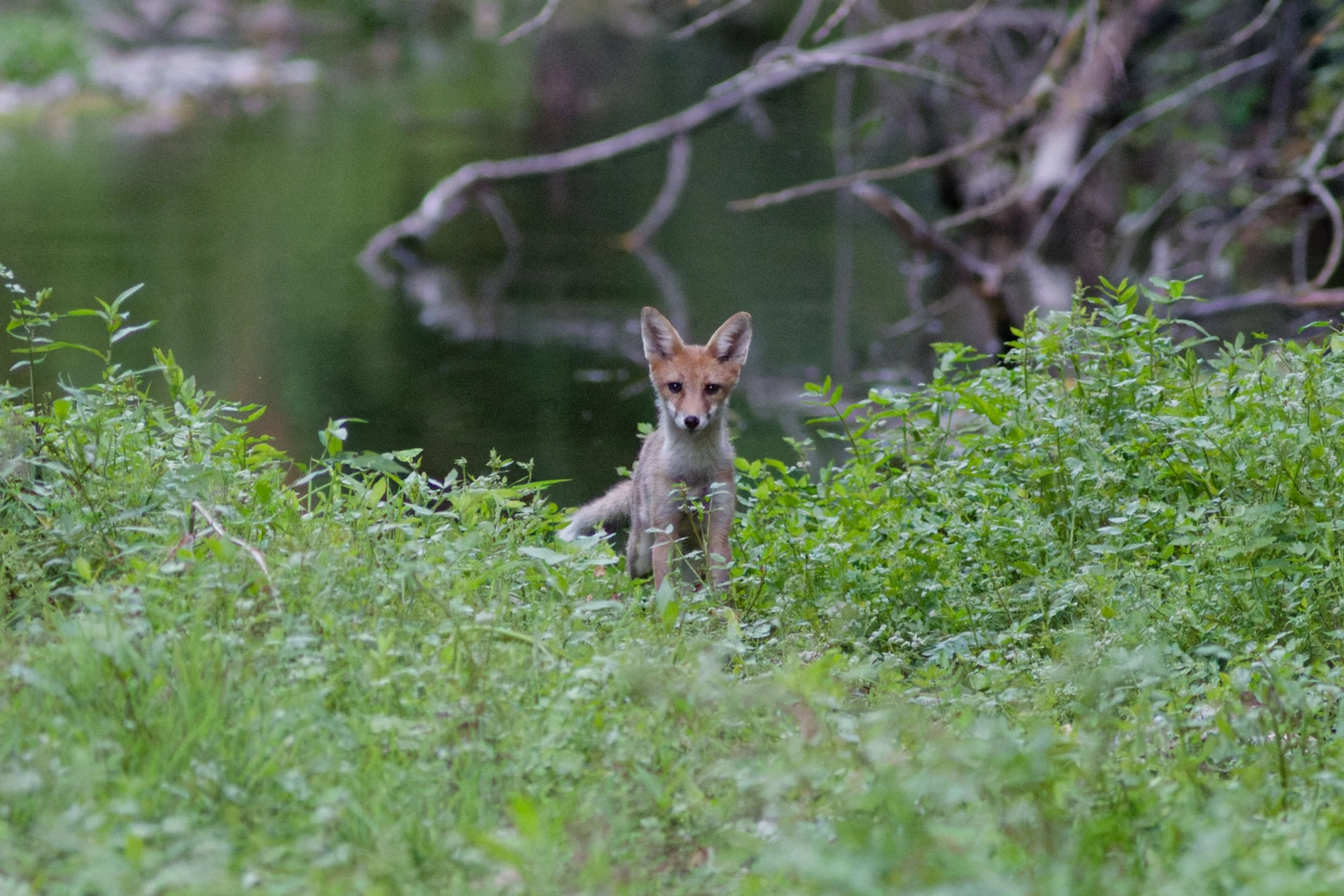 Portrait du Renard