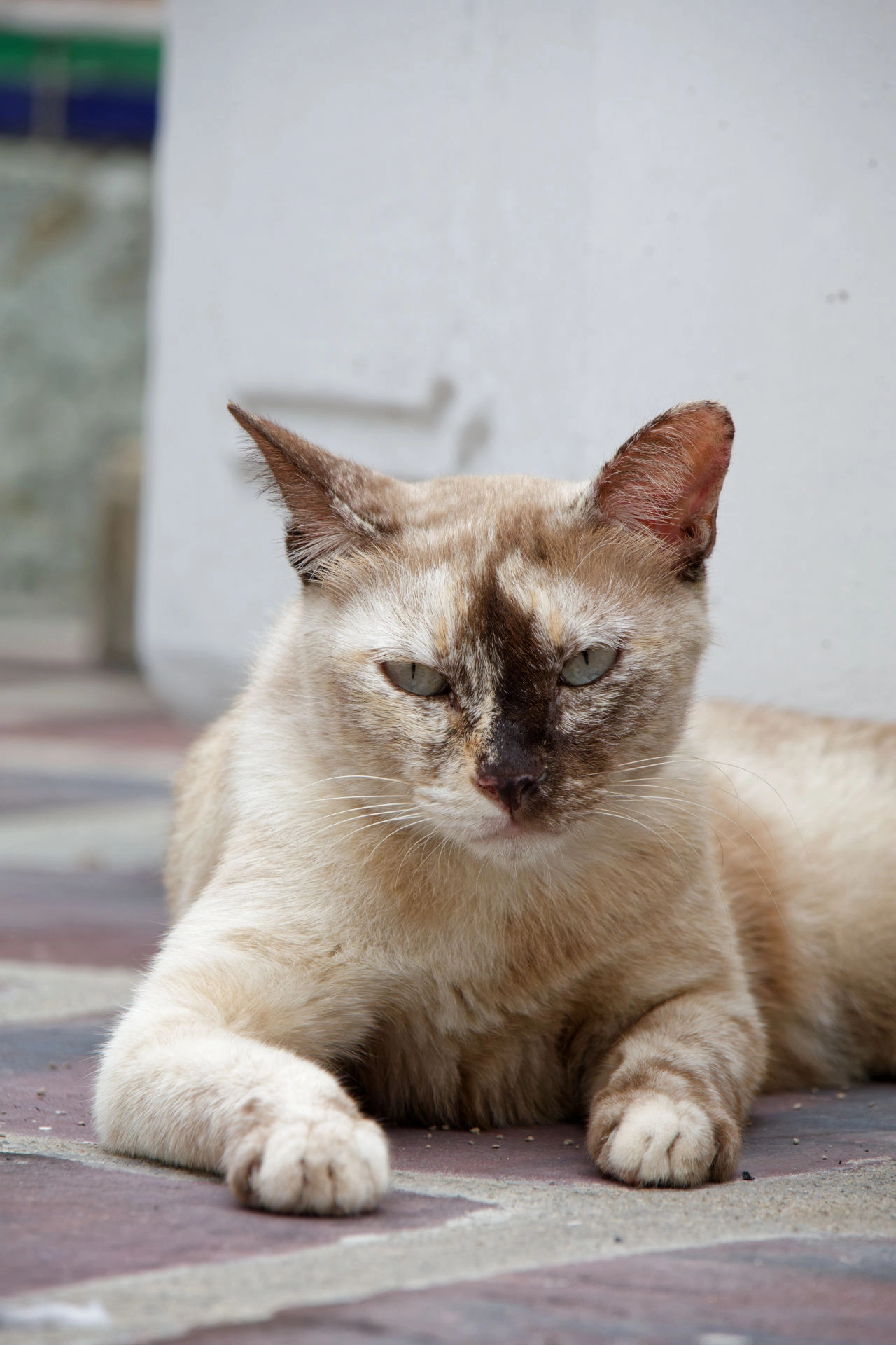 Direction Wat Pho ! - image 4